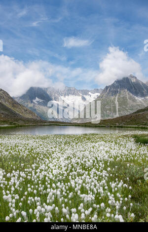 Vue sur la linaigrette et Alpes Suisses près du célèbre Glacier d'Aletsch en Suisse. Banque D'Images