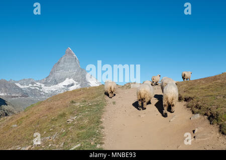 Un troupeau de moutons le Valais balade dans les Alpes suisses, avec le Cervin en arrière-plan Banque D'Images