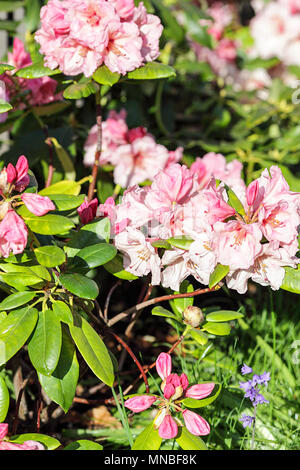 Rhododendron 'Winsome', vue ici au printemps à la Peter Wheeler (photographe) jardin de devant dans le Shropshire. Banque D'Images