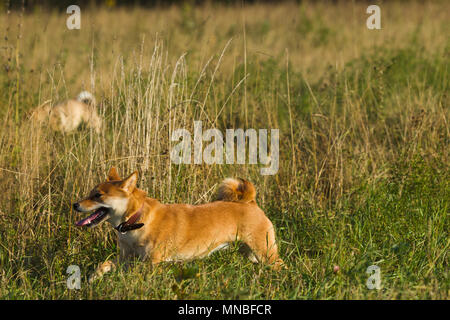 Les chiens de races japonaises Sibu Inu sur fond d'herbe, de la lumière du soleil Banque D'Images