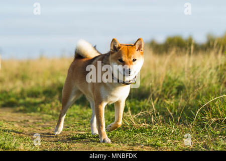 Les chiens de races japonaises Sibu Inu sur fond d'herbe, de la lumière du soleil Banque D'Images