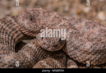 Le sud-ouest de l'omble de Crotale de l'Ouest (Crotalus pyrrhus) du comté de Maricopa, Arizona, USA. Banque D'Images