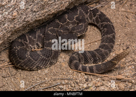 Pacifique Sud (Crotalus oreganus Crotale helleri) à partir de la Sierra Jurarez, Baja California, Mexique. Banque D'Images