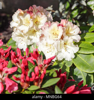 Rhododendron 'Horizon Monarch', capturé ici au début du printemps dans l'arrière du photographe Peter Wheeler's garden dans le Shropshire, en Angleterre. Banque D'Images