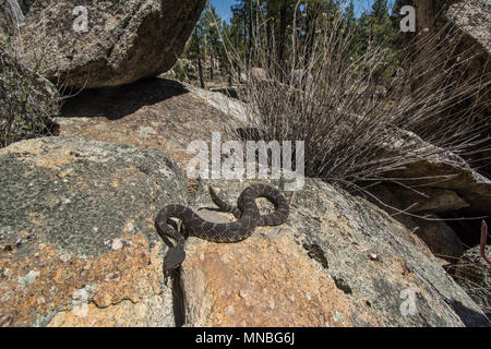 Pacifique Sud (Crotalus oreganus Crotale helleri) à partir de la Sierra Jurarez, Baja California, Mexique. Banque D'Images