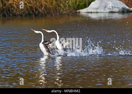 Deux grèbes Ouest effectuer leur accouplement spectaculaire 'dance', se précipitant à travers l'eau sur le lac Klamath supérieur dans le sud de l'Oregon, USA. Banque D'Images