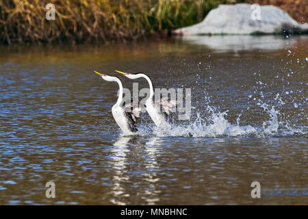 Deux grèbes Ouest effectuer leur accouplement spectaculaire 'dance', se précipitant à travers l'eau sur le lac Klamath supérieur dans le sud de l'Oregon, USA. Banque D'Images