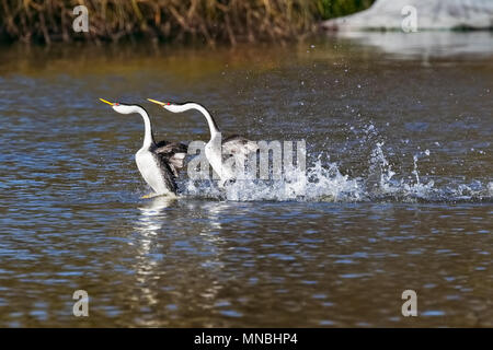 Deux grèbes Ouest effectuer leur accouplement spectaculaire 'dance', se précipitant à travers l'eau sur le lac Klamath supérieur dans le sud de l'Oregon, USA. Banque D'Images