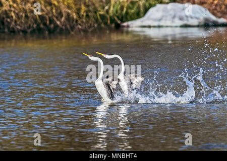 Deux grèbes Ouest effectuer leur accouplement spectaculaire 'dance', se précipitant à travers l'eau sur le lac Klamath supérieur dans le sud de l'Oregon, USA. Banque D'Images