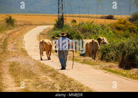 Agriculteur espagnol à petite échelle élevant ses bovins / vaches à leur pâturage pour la journée dans la ville espagnole centrale de Riaza 60 kl au nord de Madrid Espagne Banque D'Images