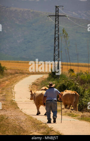 Agriculteur espagnol à petite échelle élevant ses bovins / vaches à leur pâturage pour la journée dans la ville espagnole centrale de Riaza 60 kl au nord de Madrid Espagne Banque D'Images