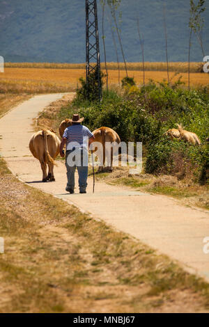 Agriculteur espagnol à petite échelle élevant ses bovins / vaches à leur pâturage pour la journée dans la ville espagnole centrale de Riaza 60 kl au nord de Madrid Espagne Banque D'Images