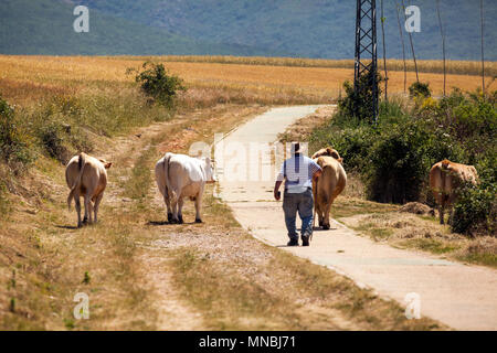 Agriculteur espagnol à petite échelle élevant ses bovins / vaches à leur pâturage pour la journée dans la ville espagnole centrale de Riaza 60 kl au nord de Madrid Espagne Banque D'Images