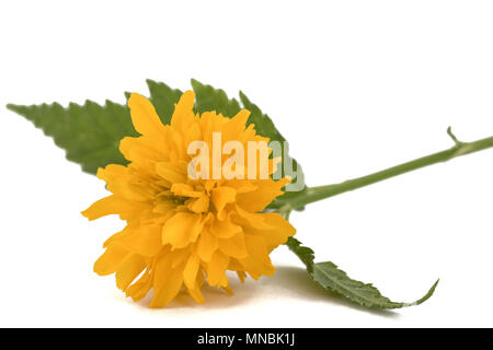 Fleur jaune d'vexille japonica, isolé sur fond blanc Banque D'Images