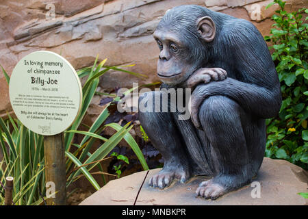 ESSEX, UK - 12 MAI 2018 : un monument au Zoo de Colchester à Billy-Joe - un chimpanzé qui a vécu autrefois au zoo, le 12 mai 2018. Banque D'Images