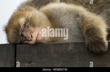 Singe de barbarie sur Gibraltar Banque D'Images