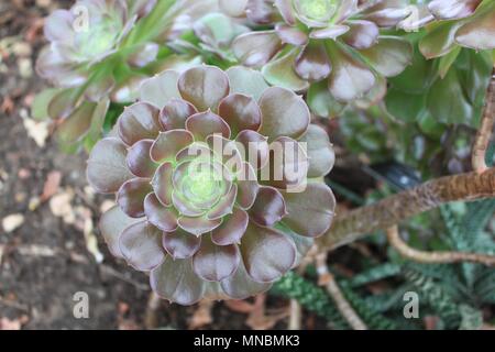 Succulentes Close up Banque D'Images