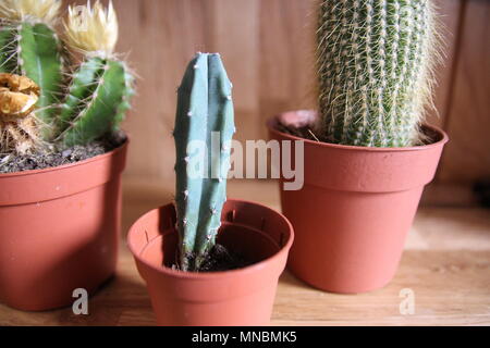 3 différents types de cactus en pots brun Banque D'Images