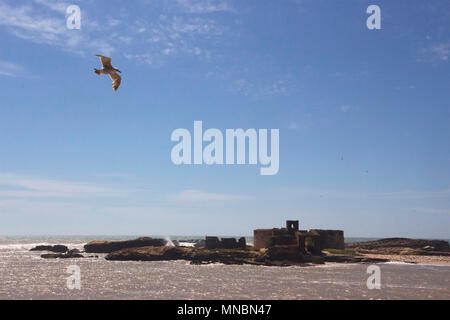 Flying gull sur Ile de Mogador Mogador (Island) qui est au large de la côte d'Essaouira, Maroc. L'île est maintenant une réserve naturelle. Banque D'Images