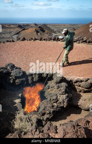 Les montagnes de feu, Lanzarote, îles Canaries, Espagne : un jeu de bush au feu par la chaleur de la terre dans le célèbre restaurant El Diablo. Banque D'Images