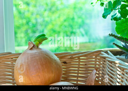 Des bulbes germés jaune dans panier en osier sur l'appui de fenêtre. Plantes d'intérieur. Printemps Été matin avec des rayons du soleil. Rural confortable cuisine intérieur. Auth Banque D'Images