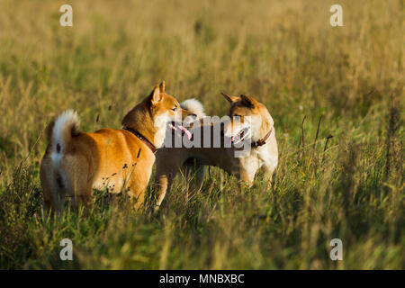 Les chiens de races japonaises Sibu Inu sur fond d'herbe, de la lumière du soleil Banque D'Images