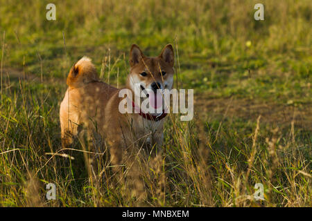 Les chiens de races japonaises Sibu Inu sur fond d'herbe, de la lumière du soleil Banque D'Images