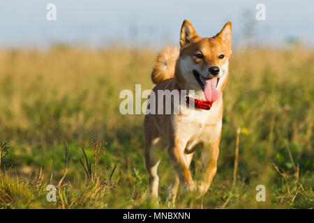 Les chiens de races japonaises Sibu Inu sur fond d'herbe, de la lumière du soleil Banque D'Images