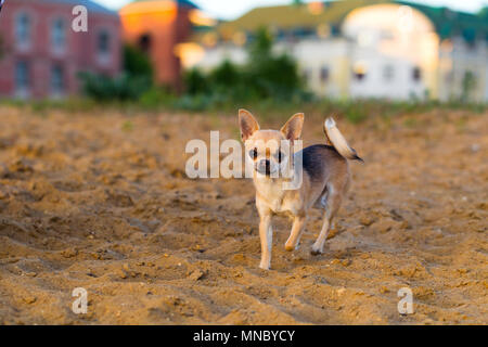 Chihuahua tours le soir d'été dans la nature Banque D'Images