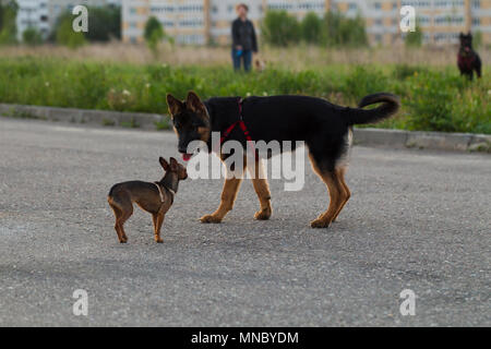 Terrier toy russe et un chiot chien alsacien pour une promenade dans la ville, la lumière du soir Banque D'Images