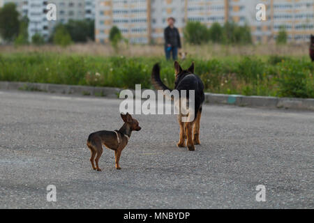 Terrier toy russe et un chiot chien alsacien pour une promenade dans la ville, la lumière du soir Banque D'Images