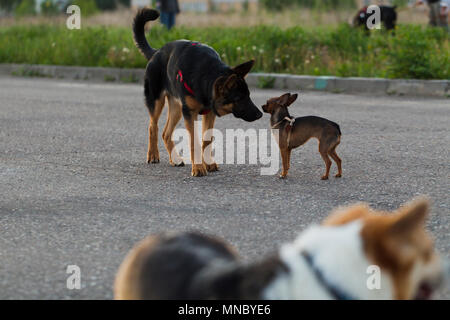 Terrier toy russe et un chiot chien alsacien pour une promenade dans la ville, la lumière du soir Banque D'Images