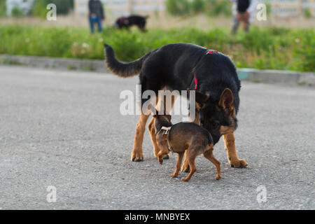 Terrier toy russe et un chiot chien alsacien pour une promenade dans la ville, la lumière du soir Banque D'Images