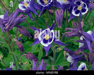 Aquilegia 'Spring Magic Blue & White' (Colombine) Banque D'Images