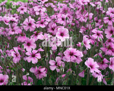 Fleurs de Geranium maderense, connu sous le nom de herbe géant-Robert ou géranium sanguin Madère Banque D'Images