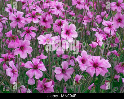 Fleurs de Geranium maderense, connu sous le nom de herbe géant-Robert ou géranium sanguin Madère Banque D'Images