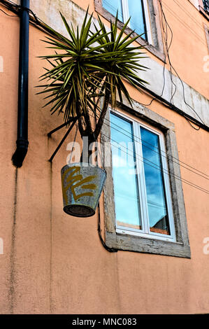 Plantes Piquantes dans la benne suspendue par la fenêtre de la chambre dans le château de Lisbonne Banque D'Images