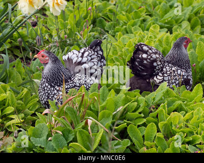 Silver-lacé Wyandotte free range in garden Banque D'Images