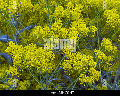 Isatis tinctoria guède plante poussant dans un jardin de fines herbes Banque D'Images