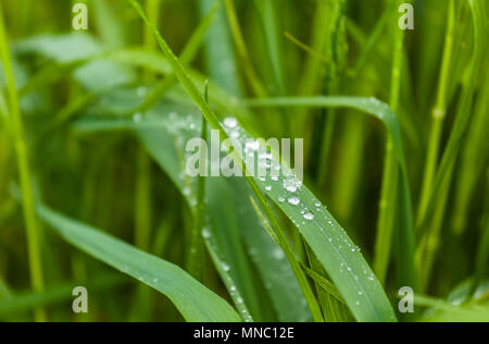 Goutte d'eau sur les feuilles d'herbe Banque D'Images