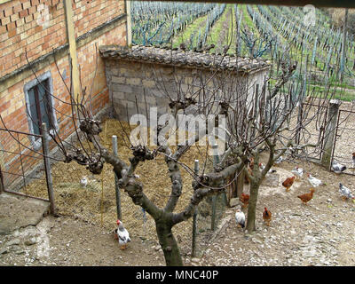 Quelques poules et coq dans une cour d'une maison de village sur les enclos. La vue sur les vignes. L'Italie. Banque D'Images
