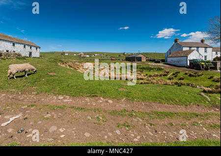 Le hameau de l'agriculture rurale dans la forêt, de Teesdale County Durham, Angleterre du Nord-Est, Royaume-uni en soleil du printemps Banque D'Images