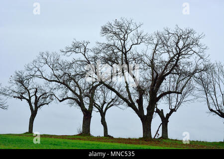 Marronniers de l'hiver. Le Parc Naturel de Montesinho, Tras-os-Montes. Portugal Banque D'Images