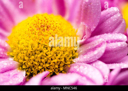 Fleur de chrysanthème rose gros plan centre macro, montrant beaucoup de détails et de gouttelettes d'eau sur les pétales Banque D'Images