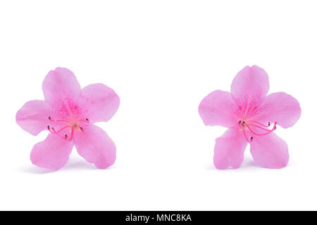 Rose Fleur azalée japonaise isolé sur fond blanc Banque D'Images