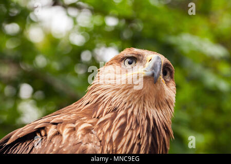 Close-up chef de l'Aigle royal Aquila chrysaetos. Il est l'un des plus célèbres oiseaux de proie Banque D'Images