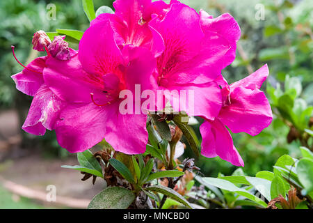 Les azalées sont des arbustes à fleurs dans le genre Rhododendron, cultivé dans toutes les régions de l'Australie et le Royaume-Uni qu'ils sont très spectaculaires lorsqu'en pleine floraison Banque D'Images