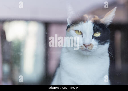 Thai cat yellow eyed regarder à travers le miroir. Banque D'Images