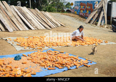 Sumatra, Indonésie - le 13 janvier 2018 : soleil assèche le maïs dans l'île de Samosir, Lac Toba, Sumatra, Indonésie. Banque D'Images