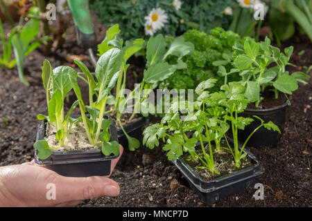 Jeunes pousses de pak choi ou pak choy plantés dans le sol dans le jardin Banque D'Images